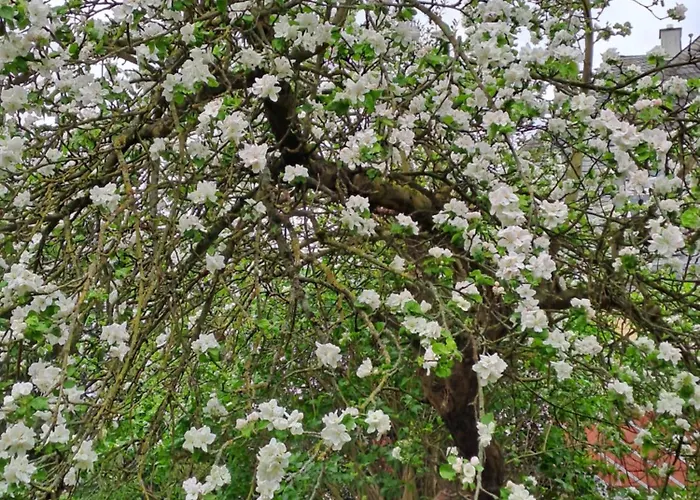 Nostalgie-nest Mit Boxspringbett Διαμέρισμα